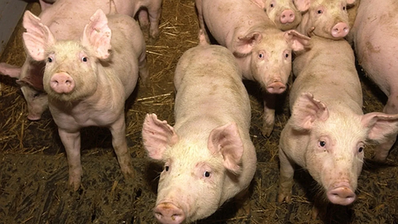 Megjelent Magyarország új afrikai sertéspestis mentesítési terve