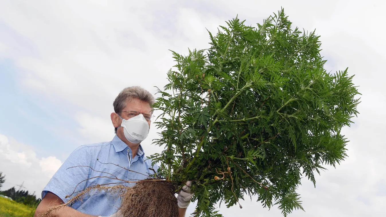 Tisztifőorvos: mérséklődik a parlagfű pollenszórása
