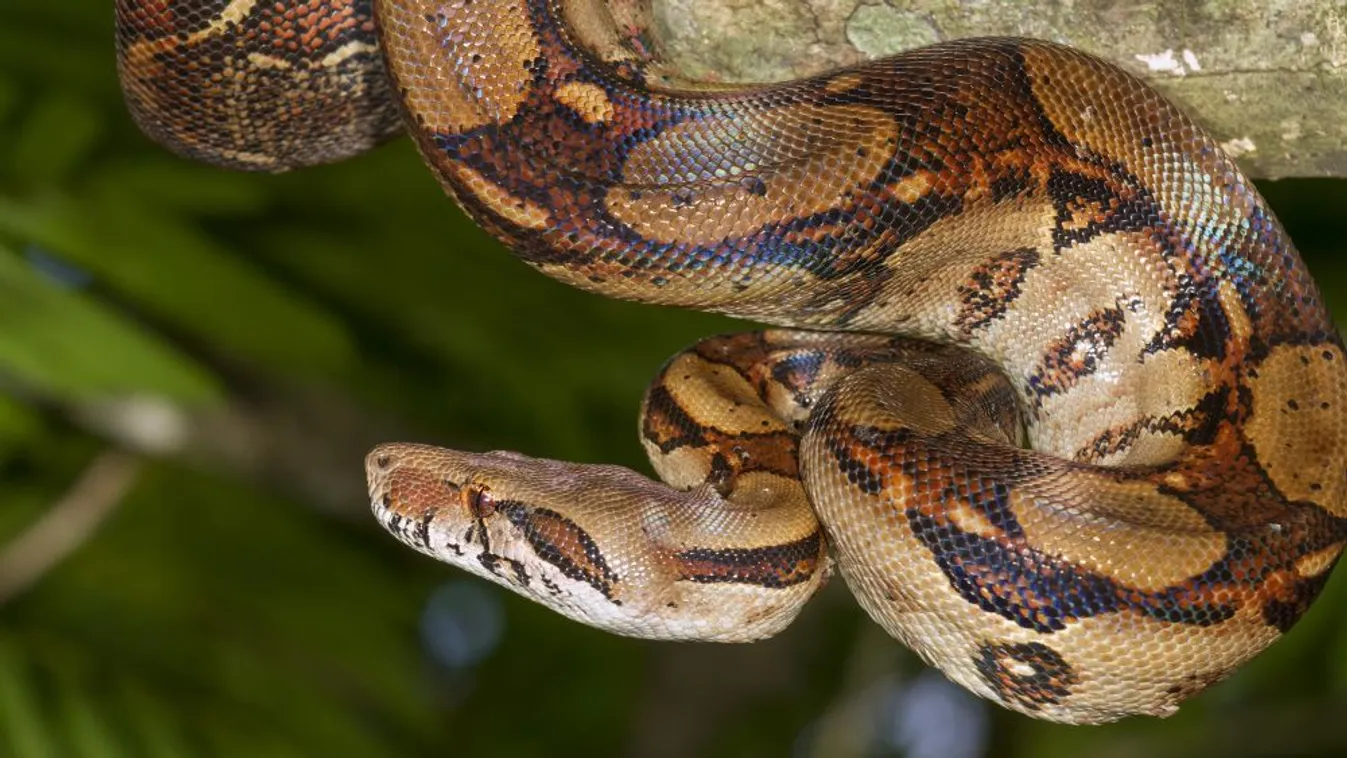 Óriáskígyó után folyt a vadászat egy német kisvárosban