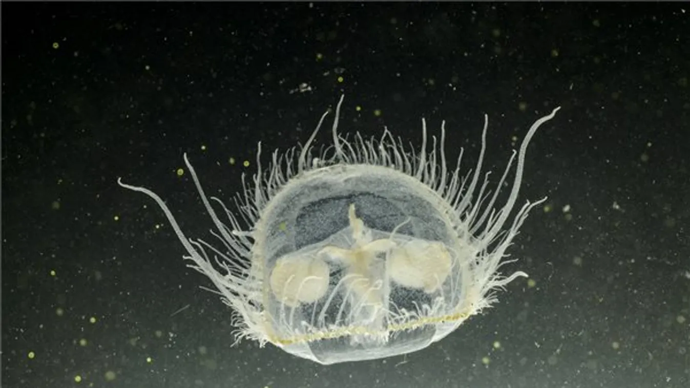 Édesvízi medúzák a salgótarjáni Középbánya-tóban