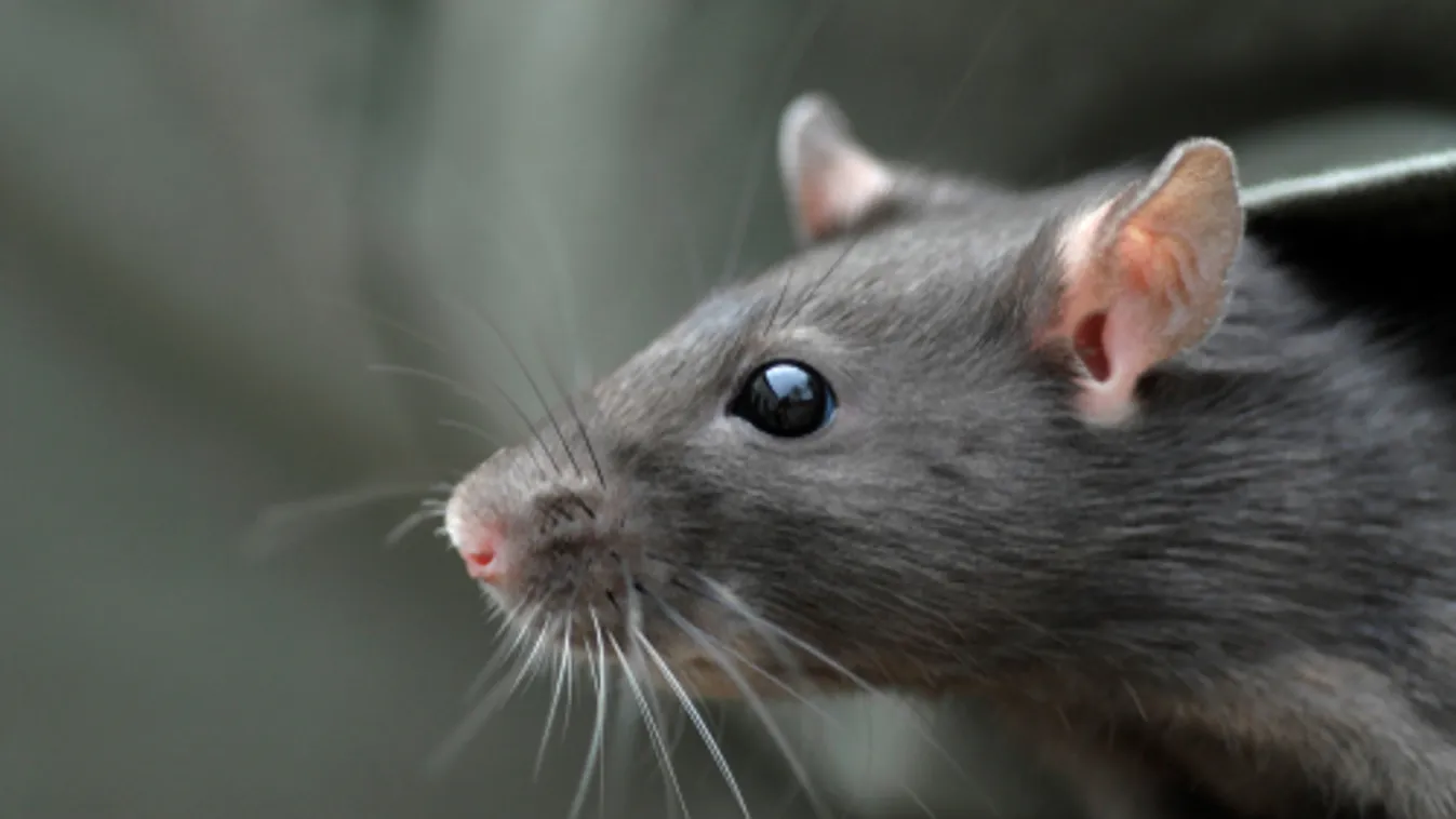 A Fővárosi Közgyűlés rendkívüli ülésének összehívását kezdeményezik ellenzékiek a "patkánytender" ügyében