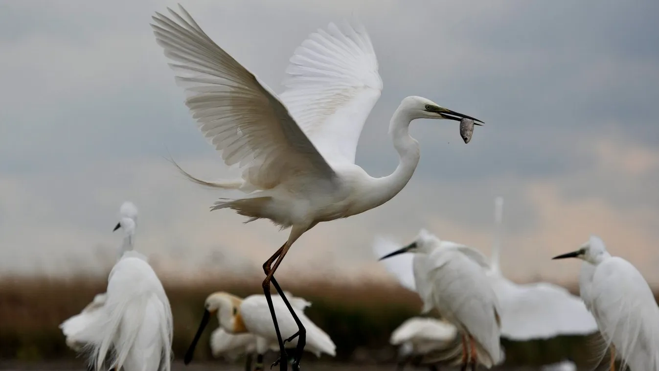 A madárállomány súlyos fogyatkozásától tartanak német kutatók