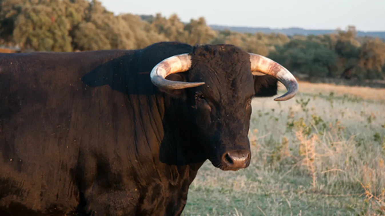 Feldman: Minőségi fordulatot hozhat az új támogatás a húságazatban