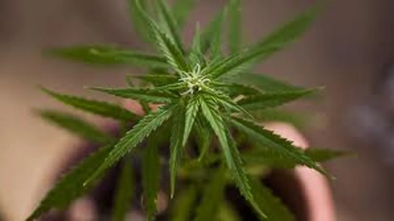 A rendőrség 101 tő cannabist talált egy becskei ház udvarán