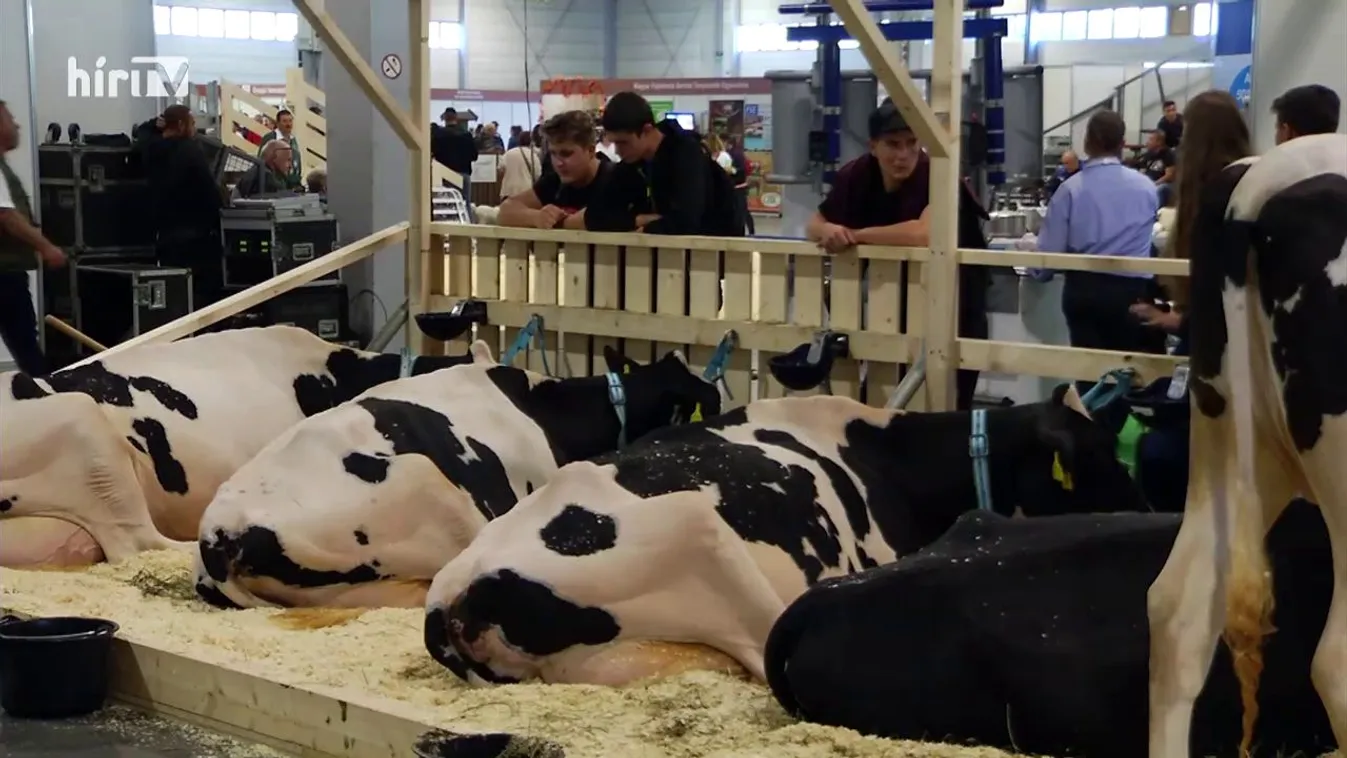 Soroló: Megnyílt a 79. OMÉK