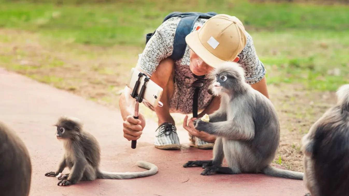 Veszélyeztetik a vadon élő állatokat a szelfiző turisták
