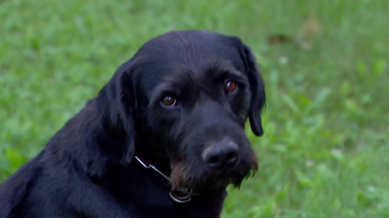 Riasztás: Rudi, több mint 200 bevetésen van túl