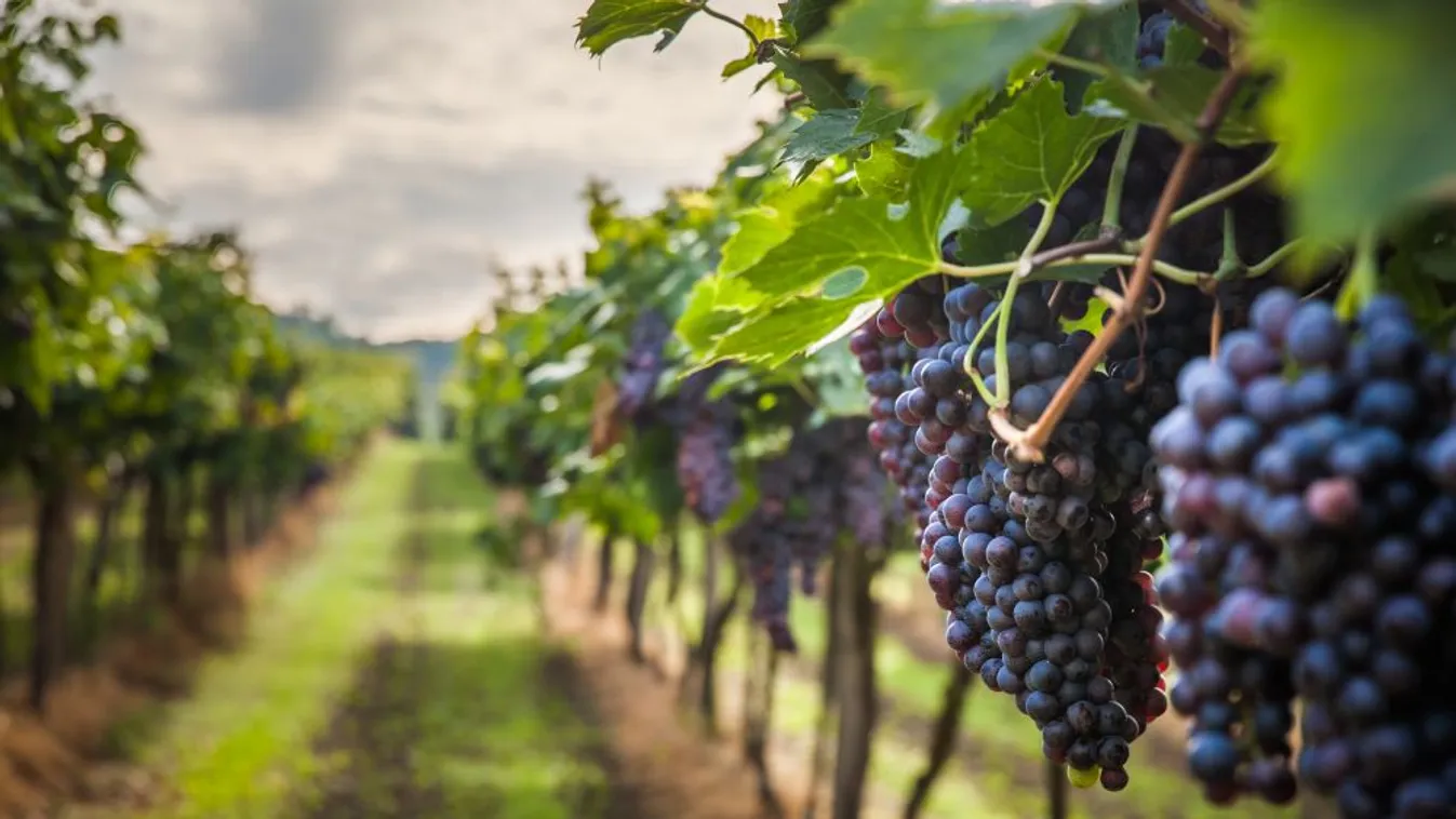 Jó minőségű szőlőre számítanak a szekszárdi borvidéken