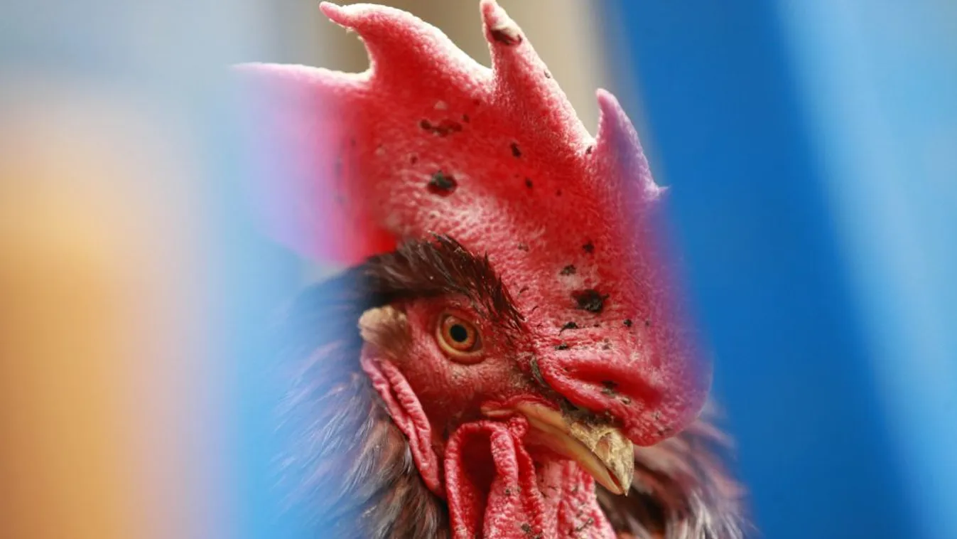 A tulajdon kakasa ölt meg egy idős nőt Ausztráliában