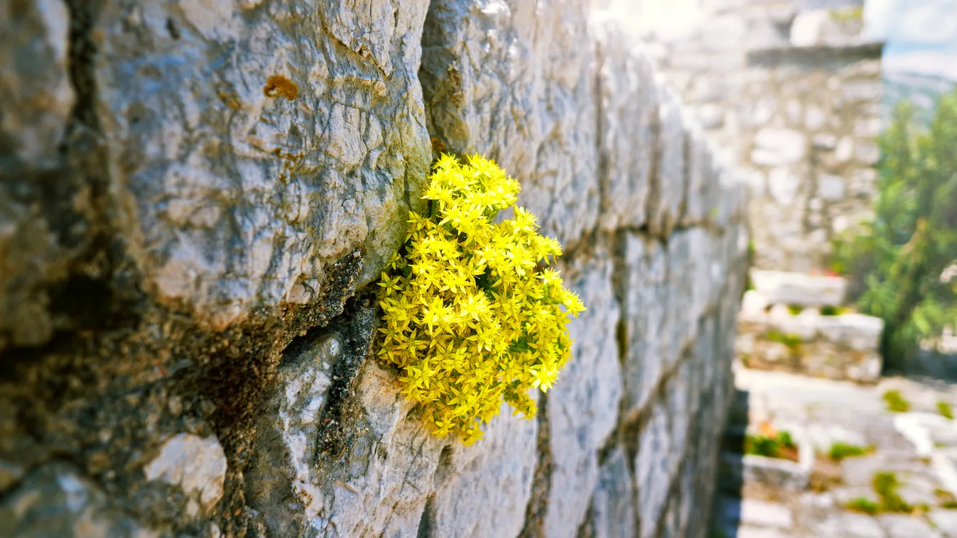 Gyengén felhős, napos időre számíthatunk