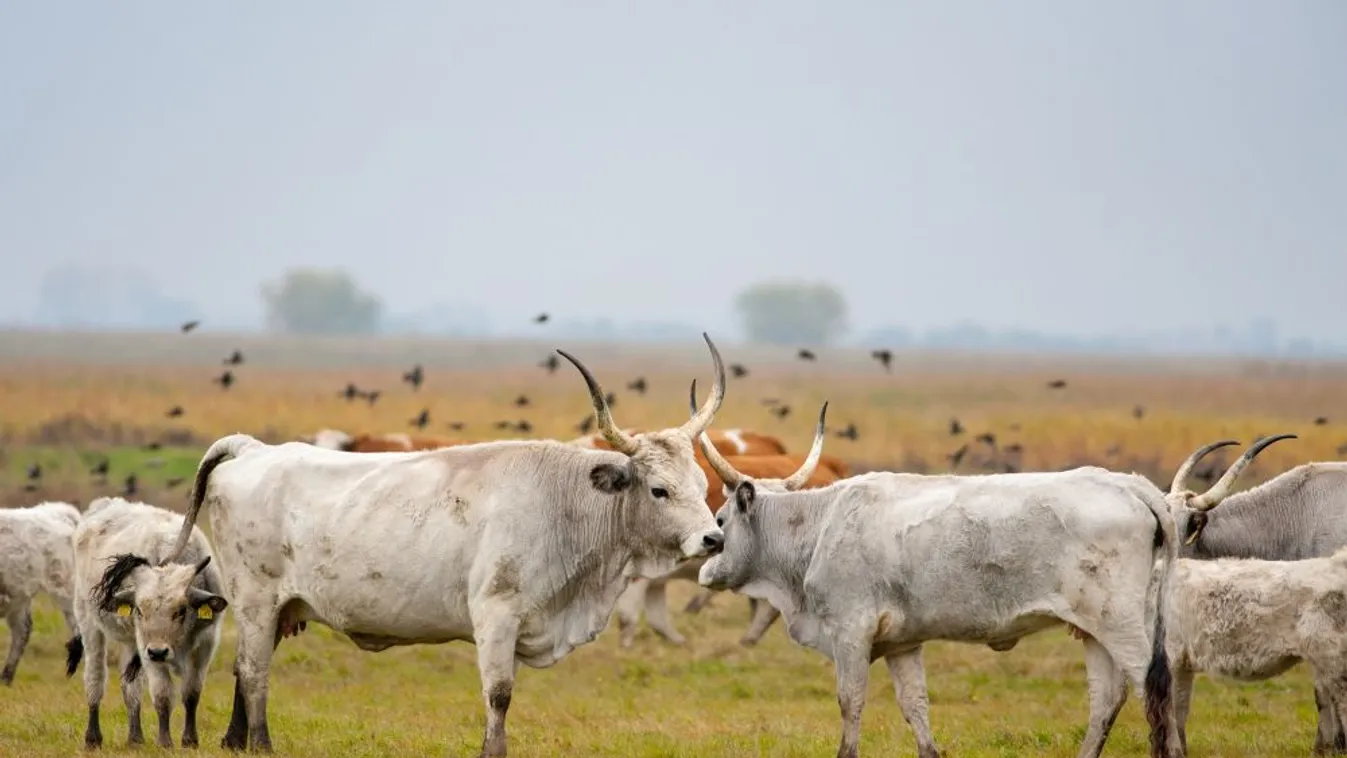 A magyar mezőgazdaságban a jelenleginél 60 százalékkal nagyobb termelési potenciál van