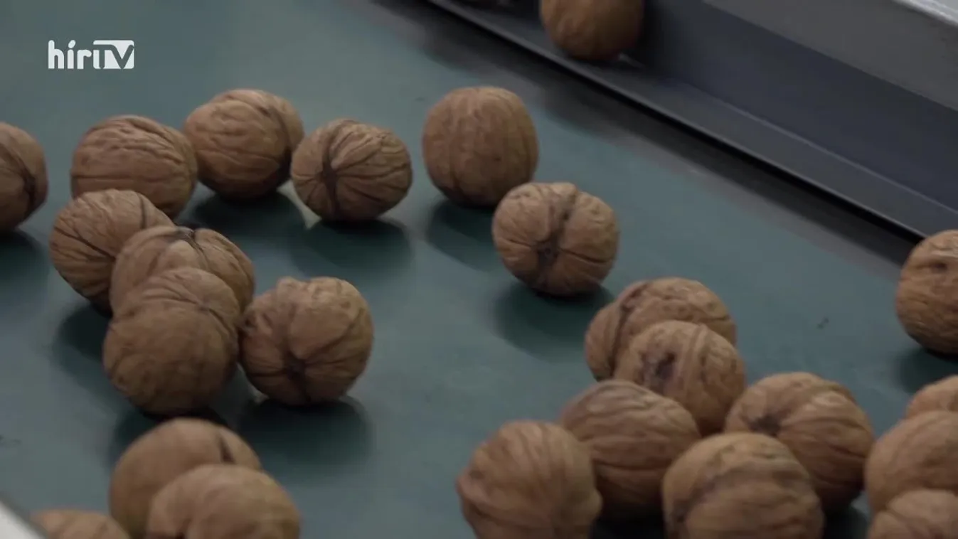 Soroló: Diószüret – Jó minőségű és elegendő mennyiségű lesz a dió idén