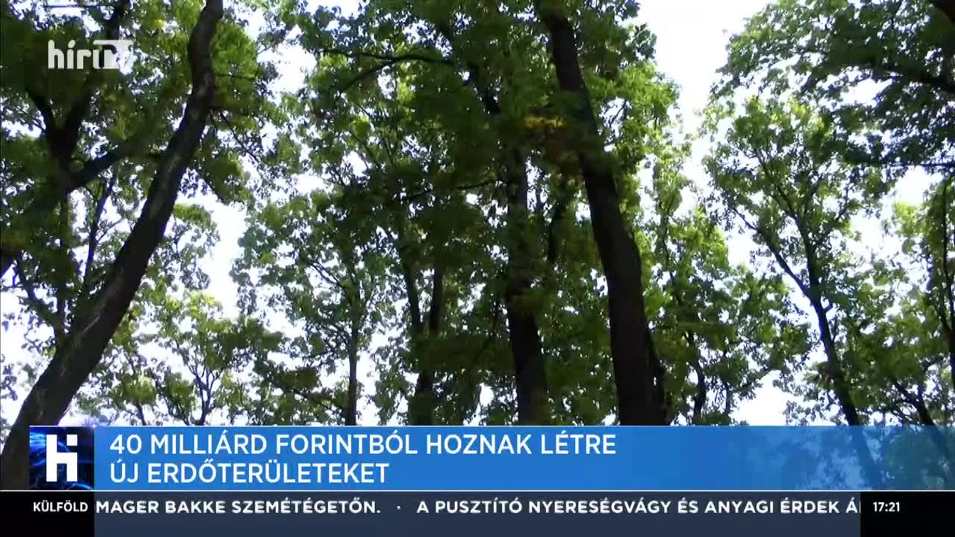 40 milliárd forintból hoznak létre új erdőterületeket