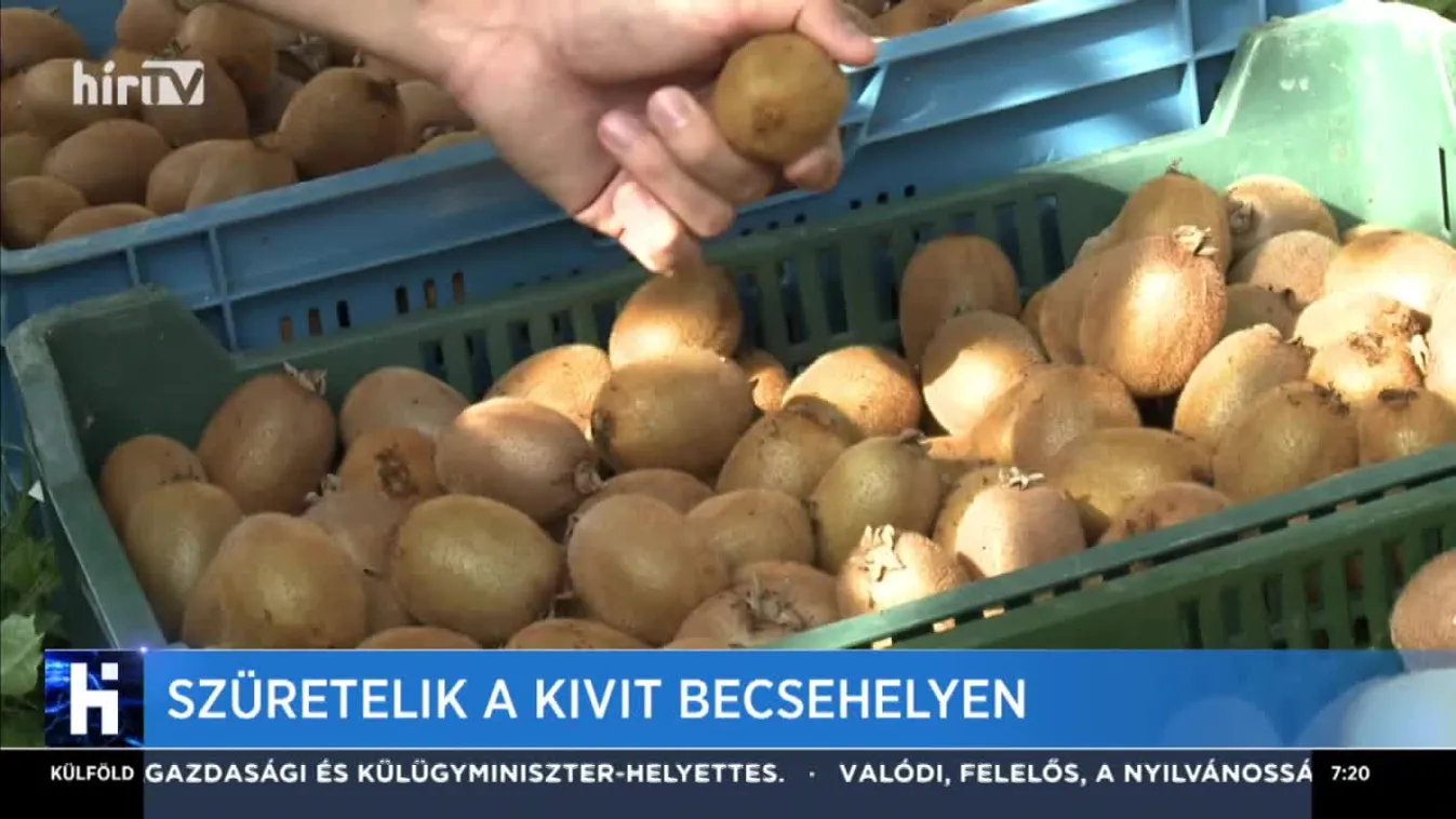 Szüretelik a kiwit Becsehelyen