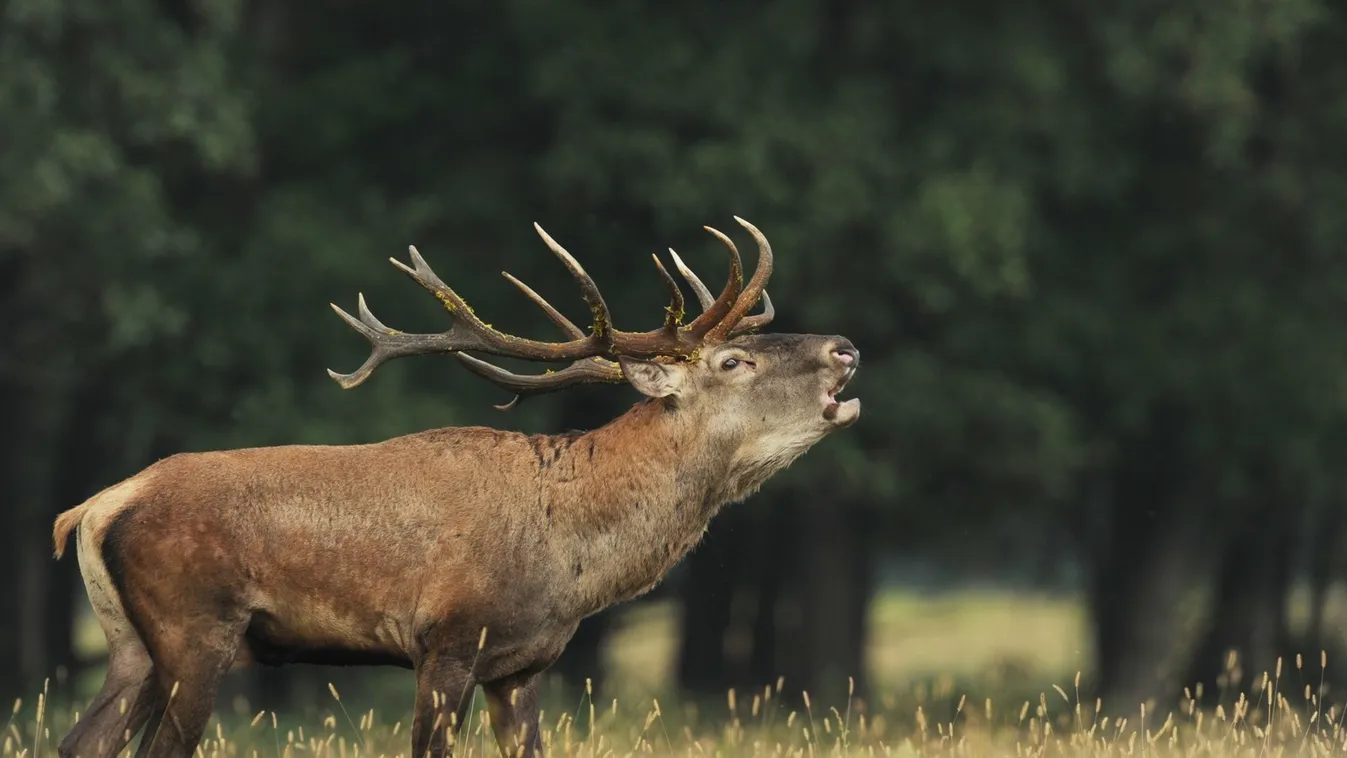 Genetikai változások révén alkalmazkodnak a vadállatok a melegedő éghajlathoz