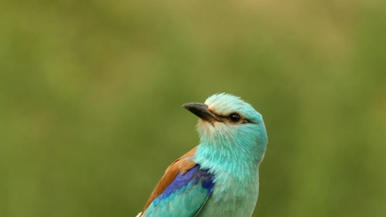 Megnyílt a Szalakóta látogatóközpont Sándorfalván