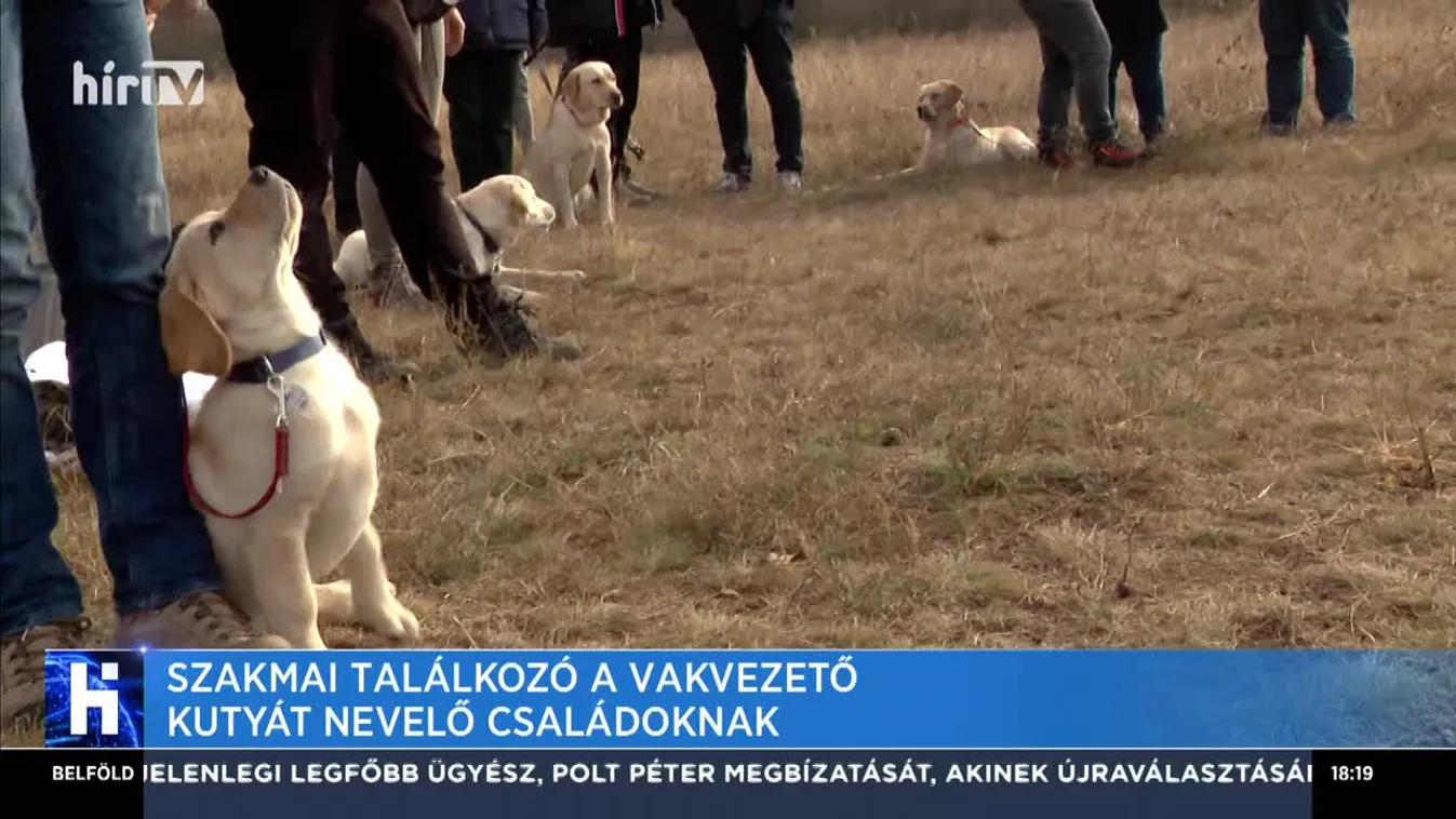 Kölyöktalálkozót tartottak leendő vakvezető kutyák számára