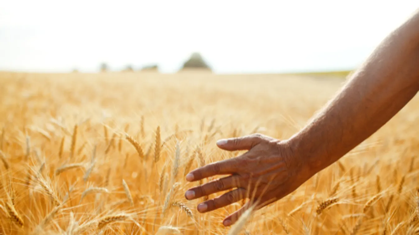 AM-államtitkár: Növelni kell a mezőgazdaság termelékenységét és jövedelmezőségét