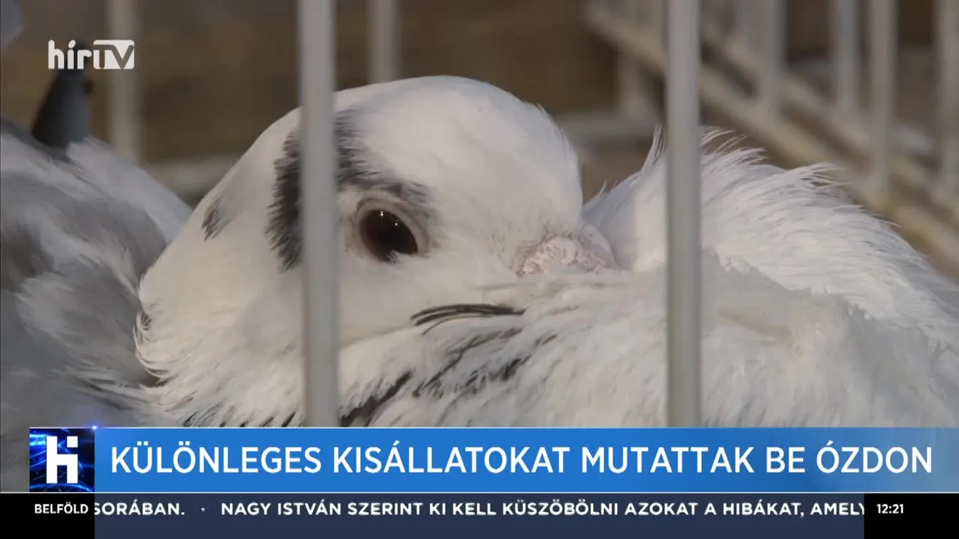 Különleges kisállatokat mutattak be Ózdon