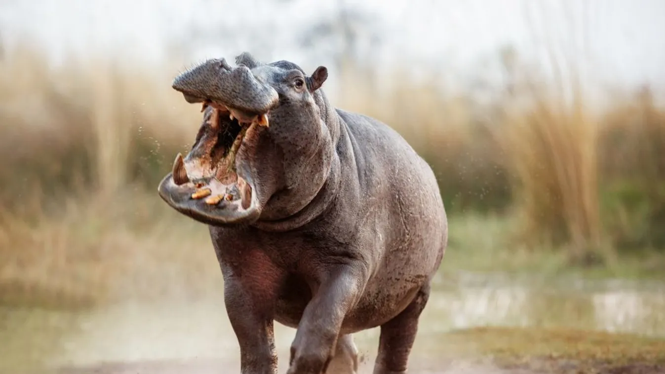 Csaknem száz embert öltek meg vadállatok egy év alatt Tanzániában