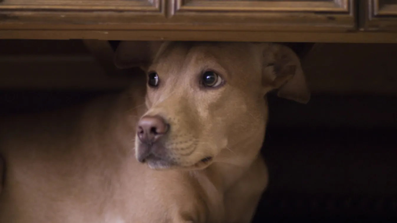 Petárdastopot kérnek az állatvédők szilveszterre