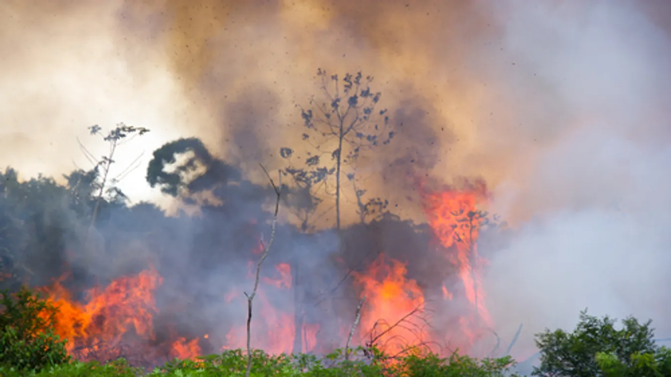 Brazília nem tud véget vetni az erdőirtásnak a fejlett országok segítsége nélkül