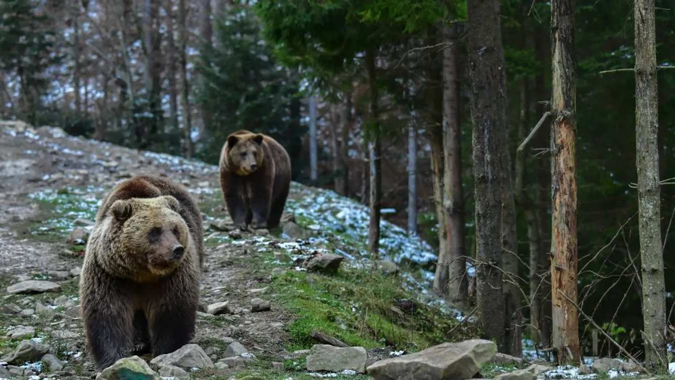 Tavasztól újra lehet vadászni barna medvére Romániában