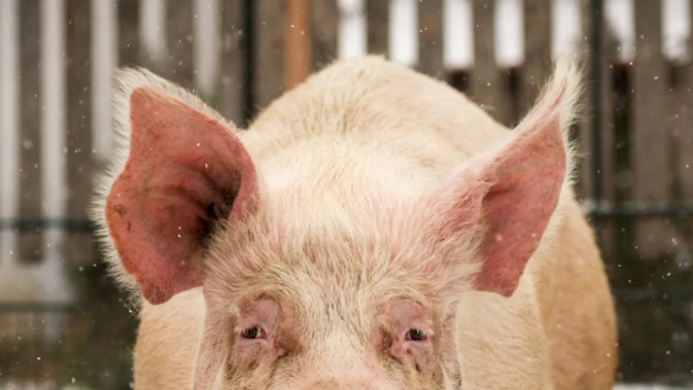 Kötelező zászlóval is jelölni a sertéshús származási helyét a nagyobb boltok húspultjaiban