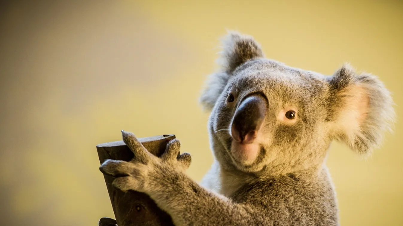 Veszélyeztetik a koalákat a heves esőzések egy Sydney melletti nemzeti parkban