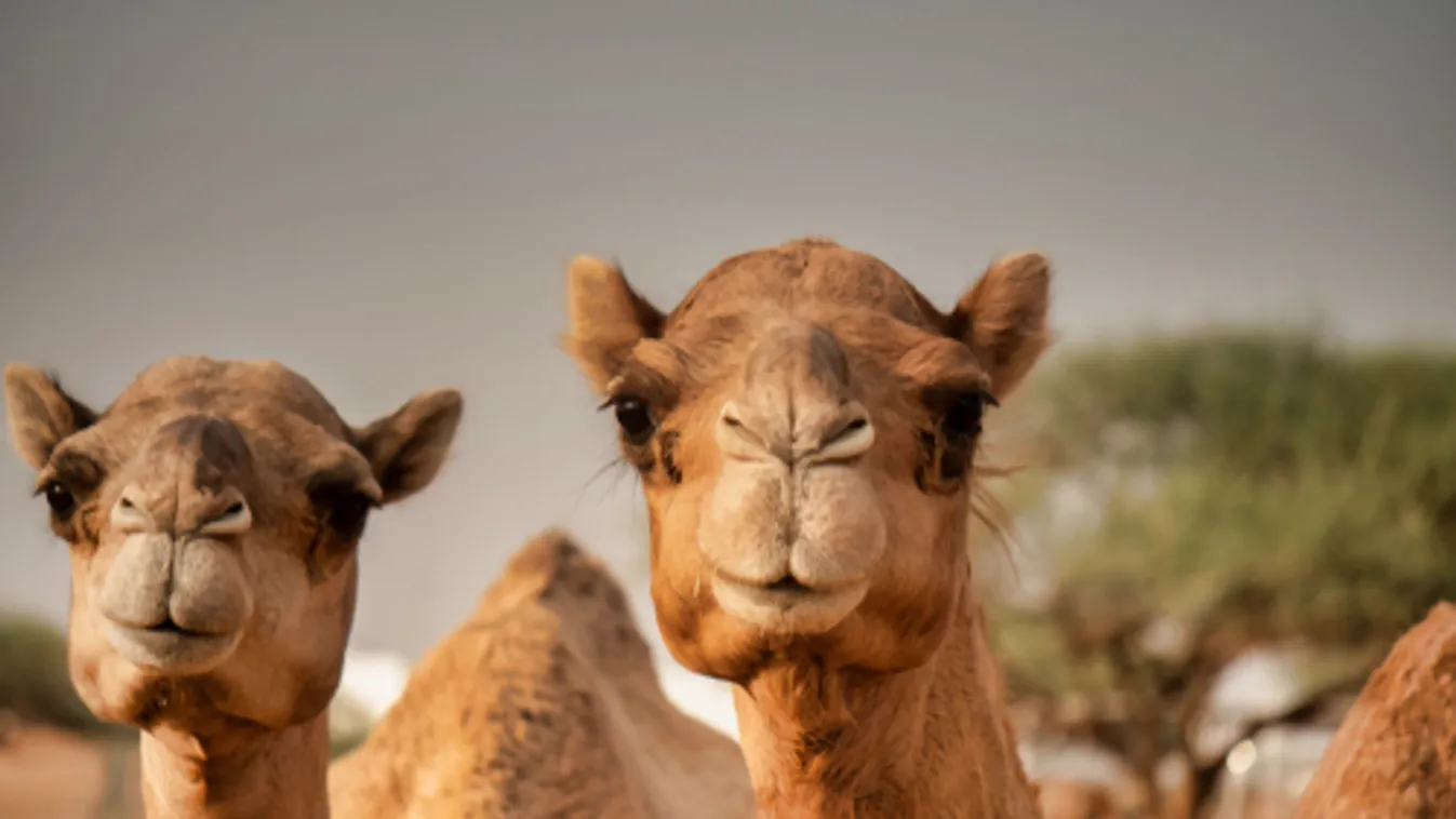 Ötezer tevét lőttek ki az aszály sújtotta Ausztráliában