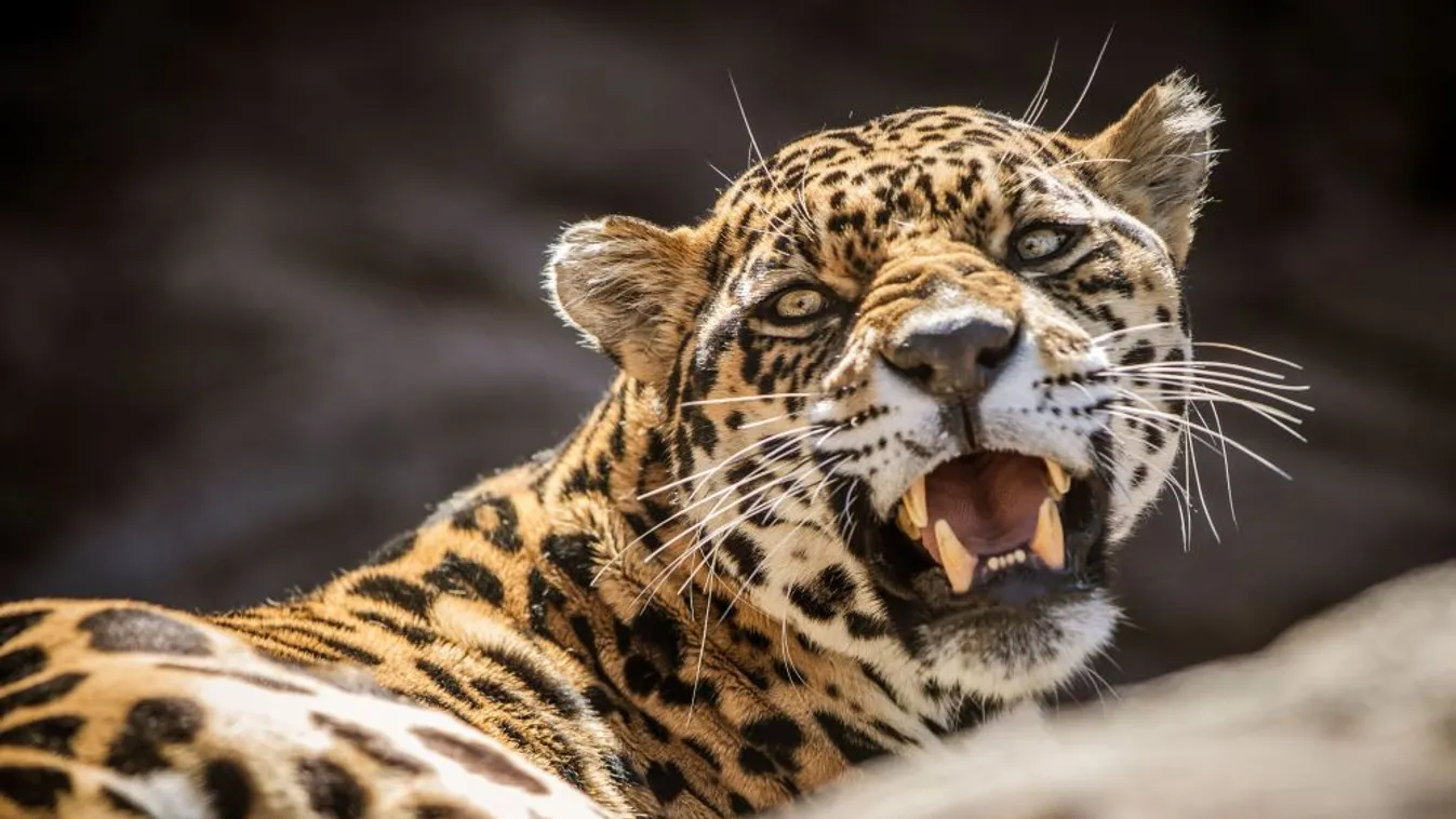 Leopárd ölt meg egy gyereket Nepálban