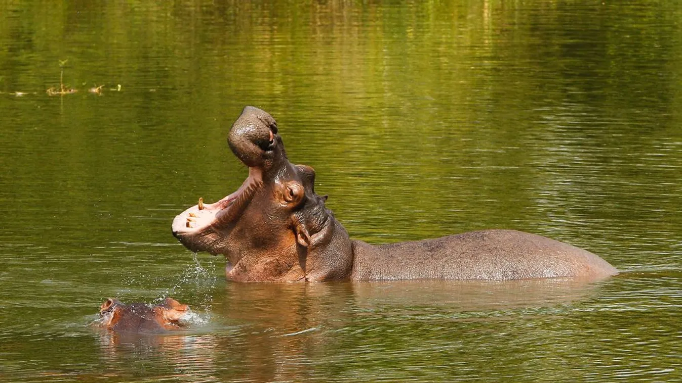 Sterilizálják Pablo Escobar vízilovainak túlszaporodott leszármazottait