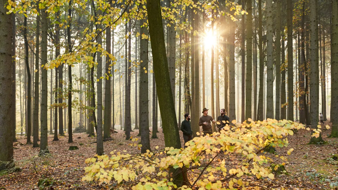 Helyettes államtitkár felel az erdőkért