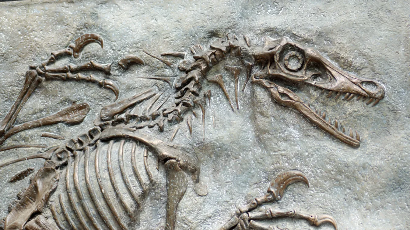 A T-rex egy távoli rokonának maradványaira bukkantak Kanadában