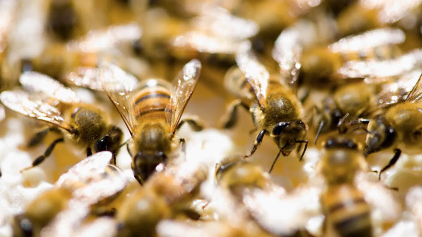 Február végéig lehet jelentkezni az idei méhegészségügyi támogatásra