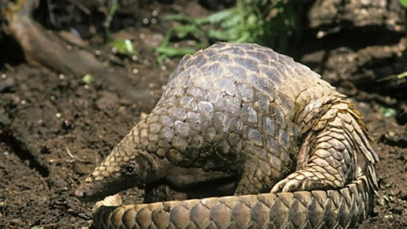 Tobzoskák lehettek az új koronavírus köztes hordozói