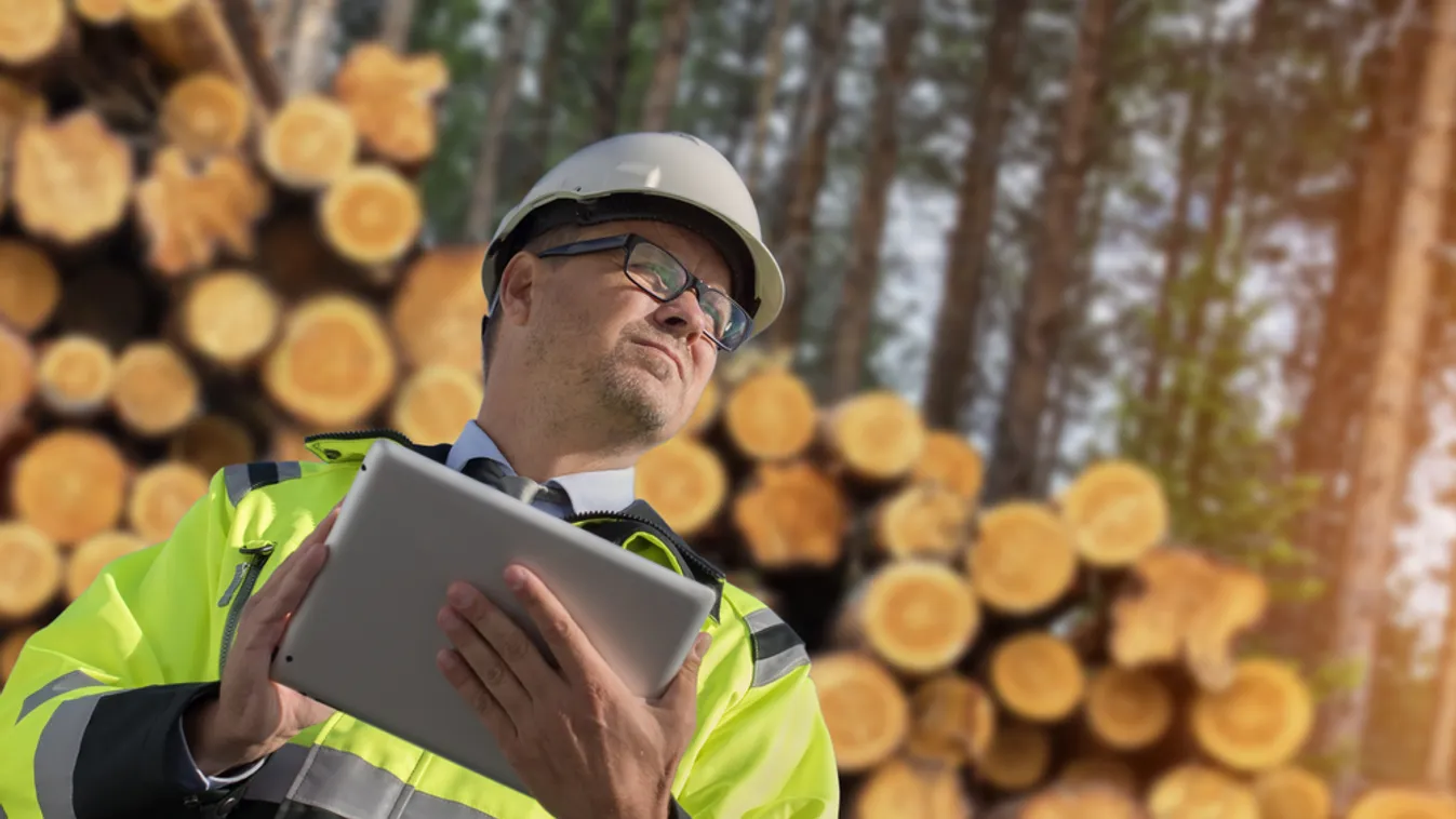 Ellenőrizték a fakereskedelmet, 157 millió forint büntetést szabtak ki