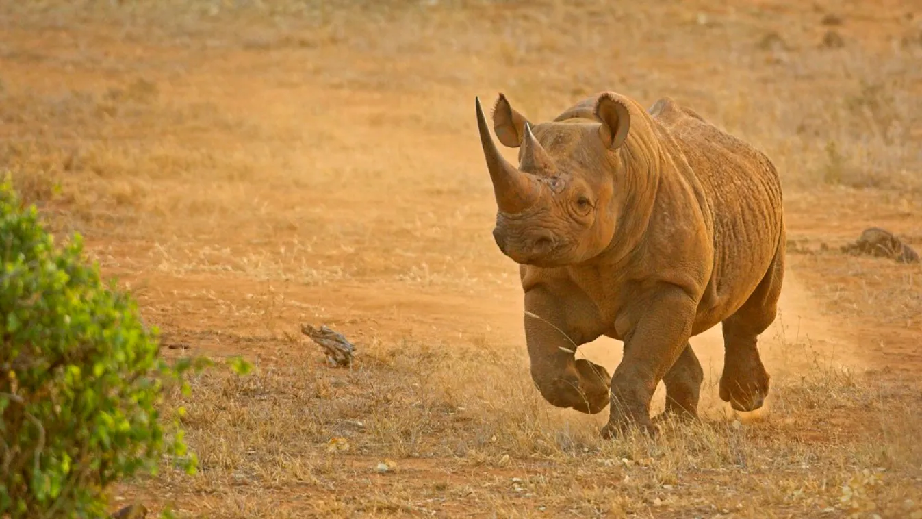 Mintegy 50 orrszarvút öltek meg orvvadászok Botswanában