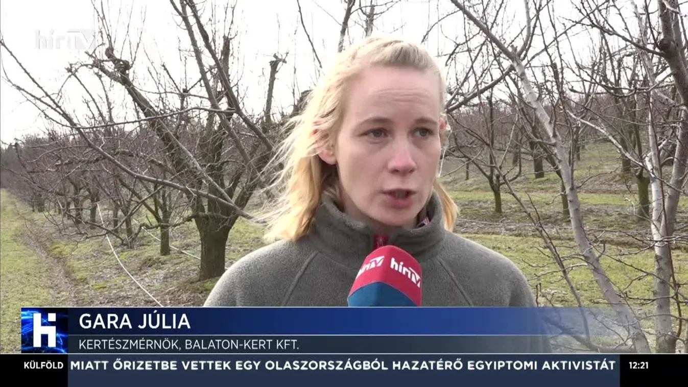 Elmarad a rekordtermés kajszibarackból