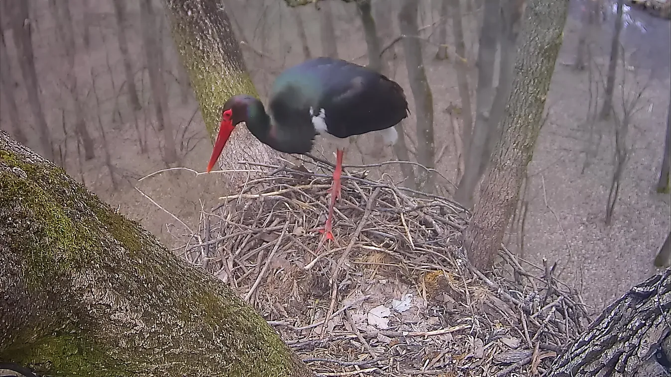 Megérkezett az első fekete gólya Gemencre