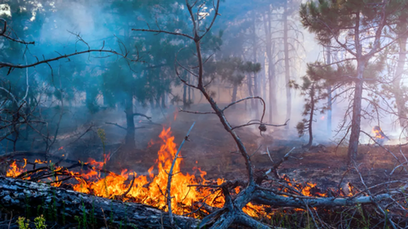 Többen életüket vesztették egy délnyugat-kínai erdőtűz oltása közben
