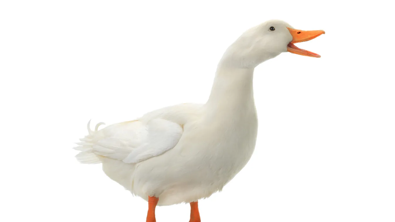 Újra megjelent Magyarországon a madárinfluenza