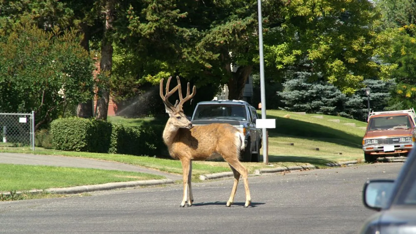 Szarvasok, mosómedvék és más vadak kószálnak a kiürült városok utcáin