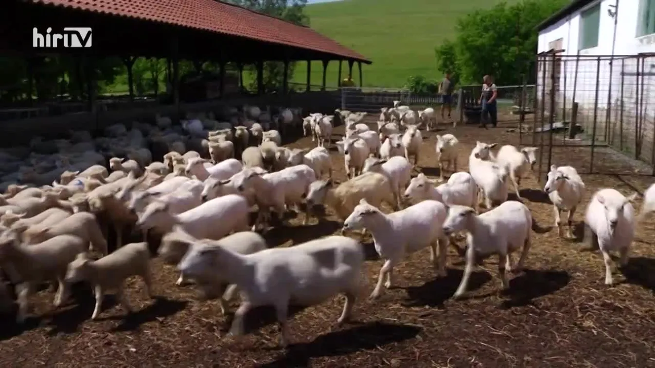 Soroló: Ágazati összefogás