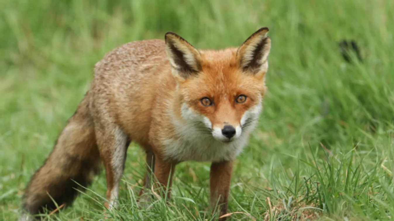 Áprilisban indul a tavaszi rókavakcinázás