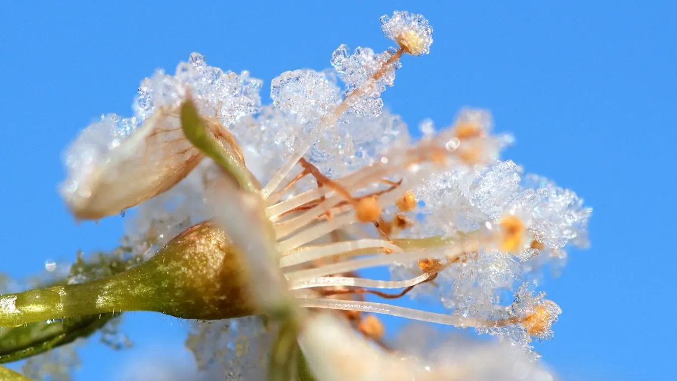 Jelentős fagy várható a jövő héten
