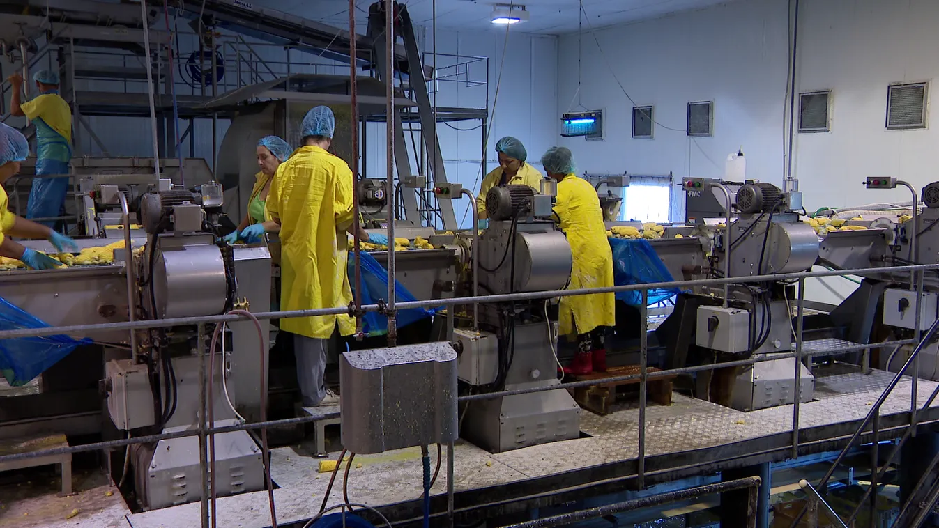 Hatósági karantén esetén nem jár munkabér