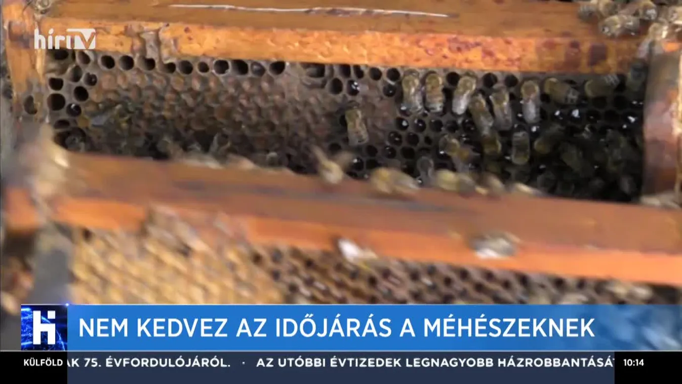 Nem kedvez az időjárás a méhészeknek