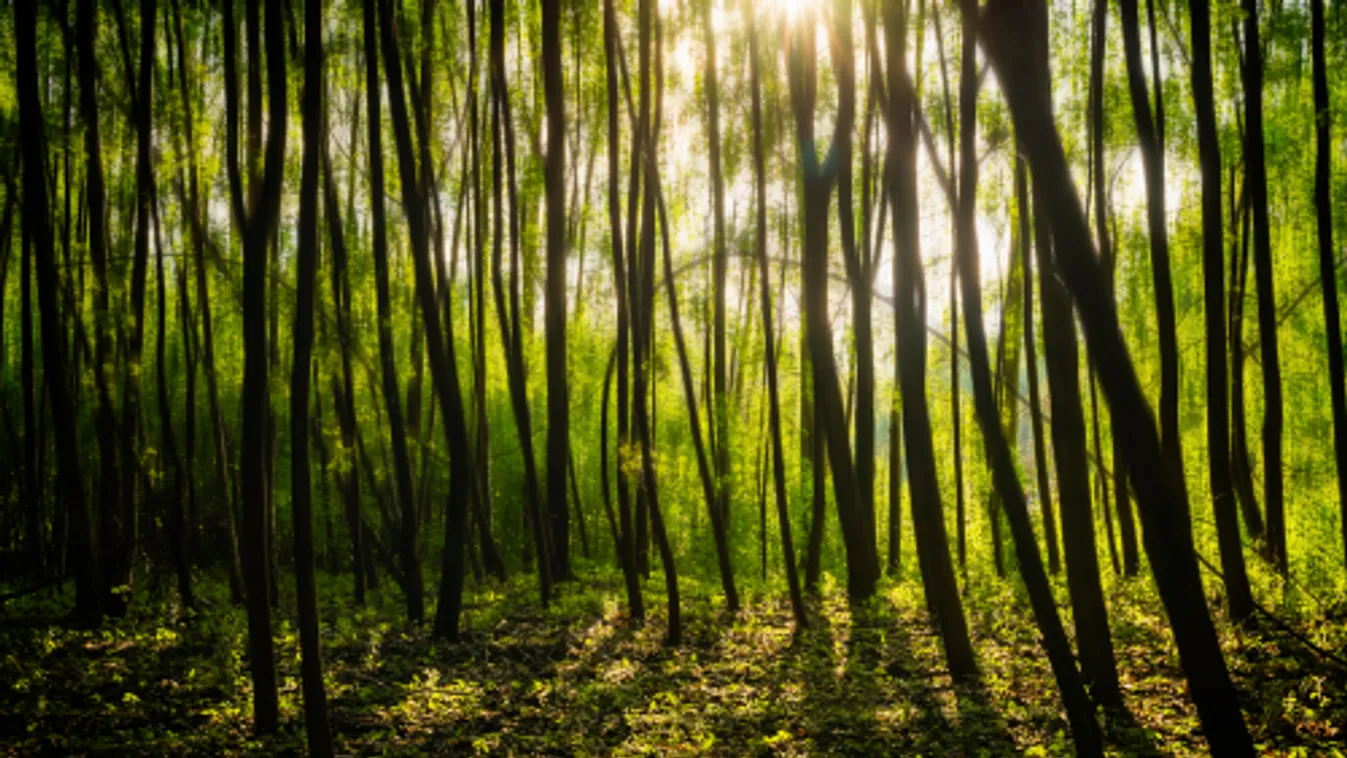 Újabb kormányzati lépés a magyar erdők fejlődéséért