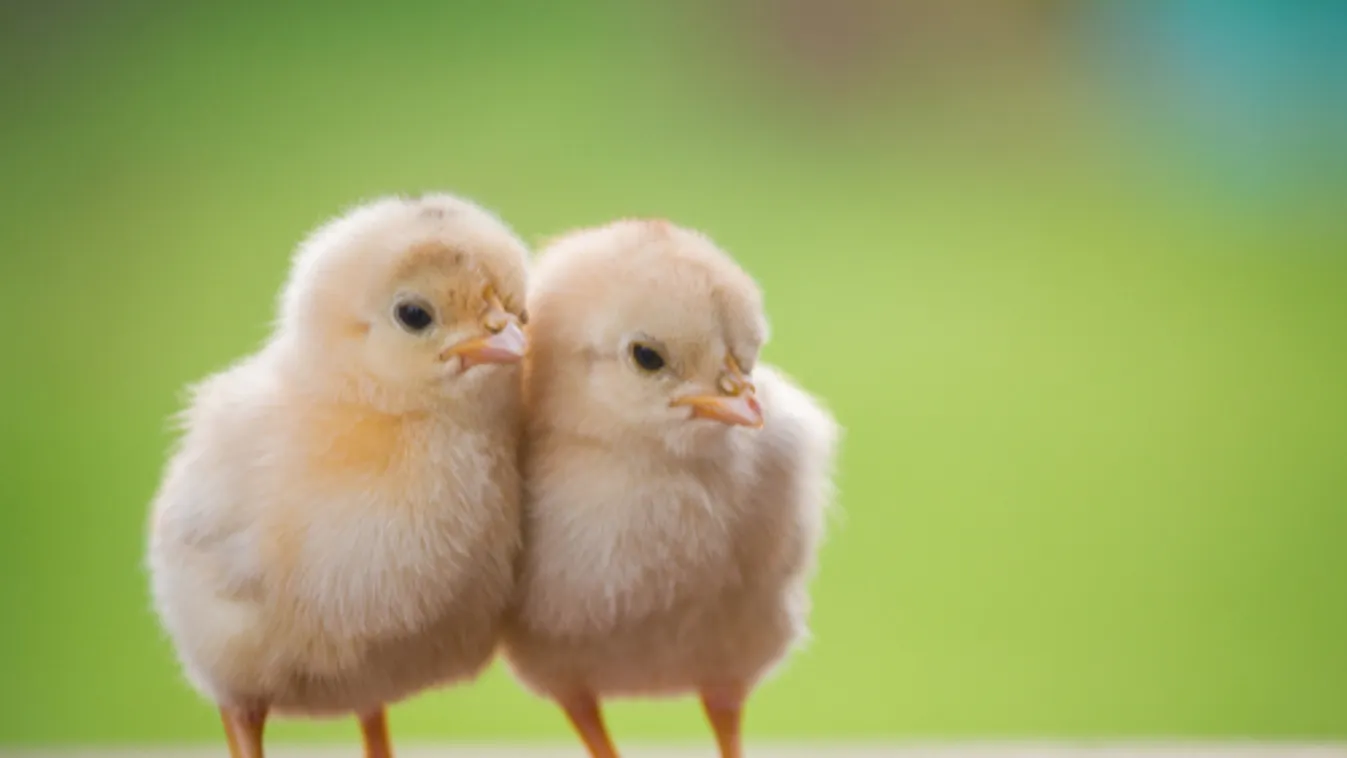 Bács-Kiskun és Csongrád megyében már 226 állattartó telepen mutatták ki a madárinfluenzát